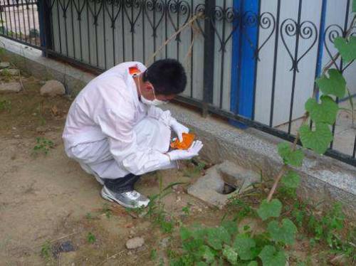 教你遇到白蟻該如何去處理，處理的方法有那些？